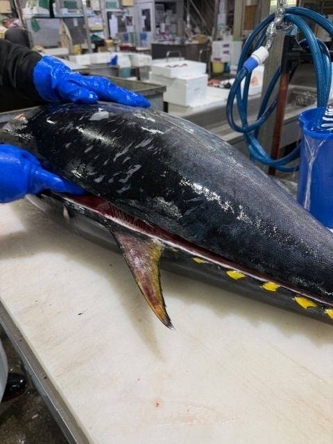 【生仕入れ】本マグロ1kg＋キハダマグロ1kg 食べ比べ2kgセット｜冷凍不使用｜送料無料