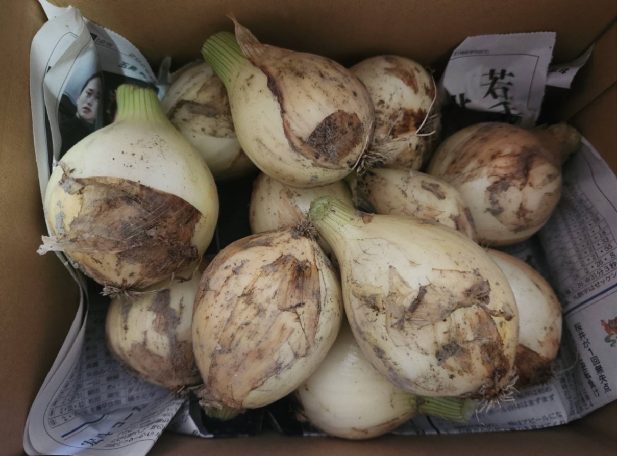 超希少！とろける甘さの新玉ねぎ『春一番』掘りたてをそのまま直送します