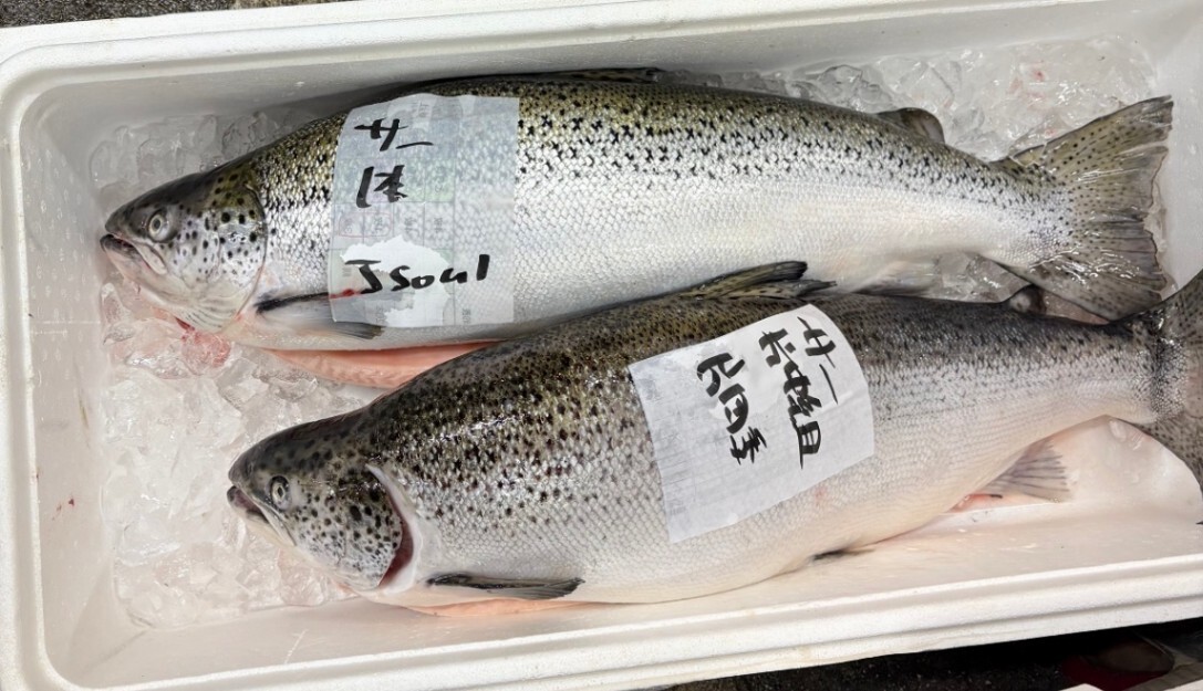 世界一と評されるタスマニアサーモン 半身約1.4kg〜 生仕入れ（約15〜20人前）