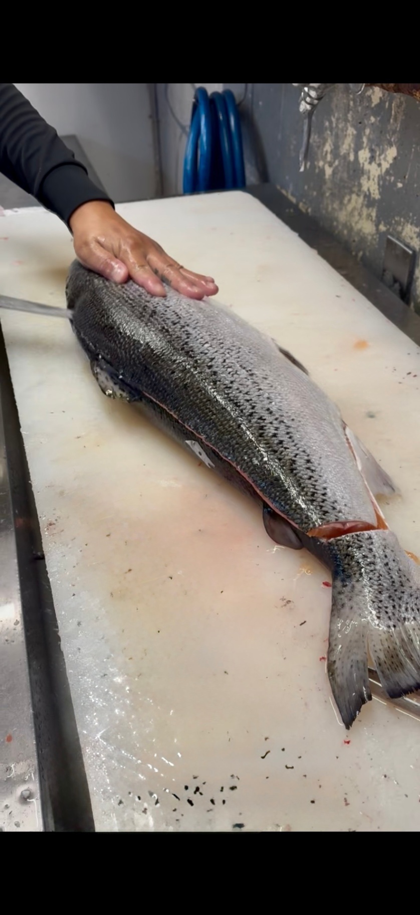 世界一と評されるタスマニアサーモン 半身約1.4kg〜 生仕入れ（約15〜20人前）