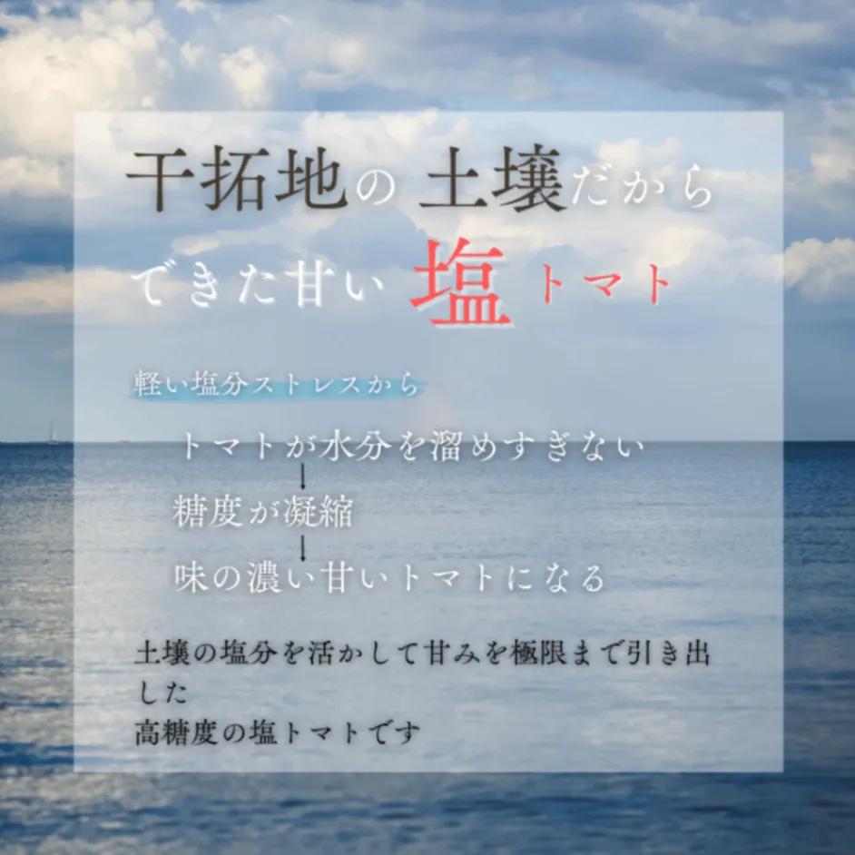 【濃厚な甘みがクセになる】熊本県産 塩トマト