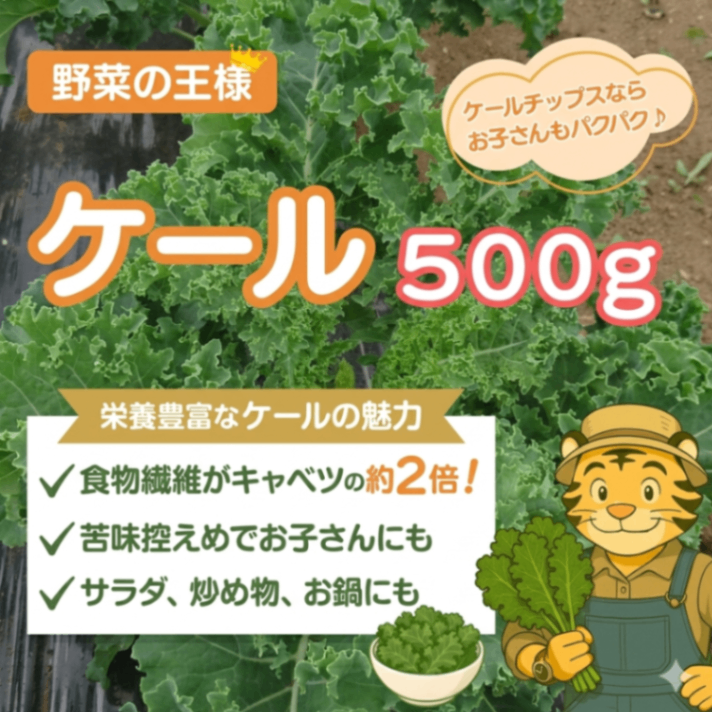 お得用”たいちゃんのケール”
２月に植えたケールがついに登場✨️
栄養価バツグン！サラダでどうぞ！