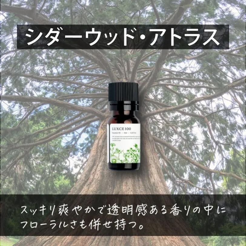 シダーウッド・アトラス🌲【アロマセラピスト監修エッセンシャルオイル】