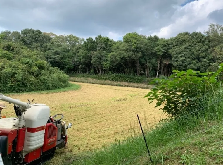 【産地直送】令和7年産 淡路島きぬむすめ 玄米30kg