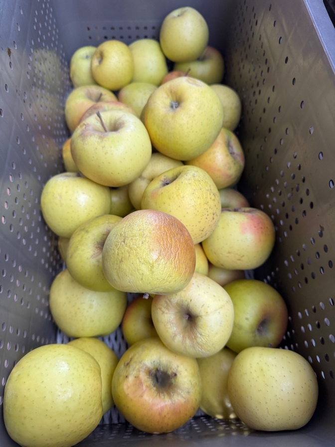 【加工用】ぐんま名月約12kg