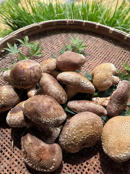 【秋の味覚】形いろいろ🎵訳ありしいたけ🍄‍🟫写真の２倍の量でお届け👀‼︎