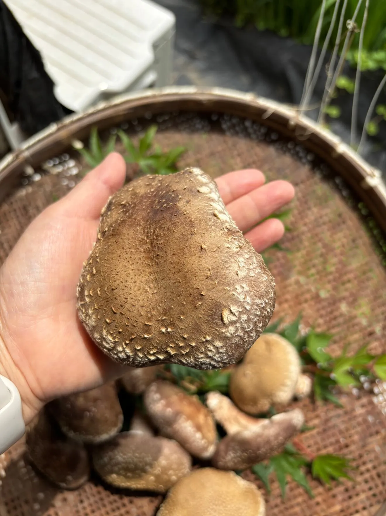 【秋の味覚】形いろいろ🎵訳ありしいたけ🍄‍🟫写真の２倍の量でお届け👀‼︎