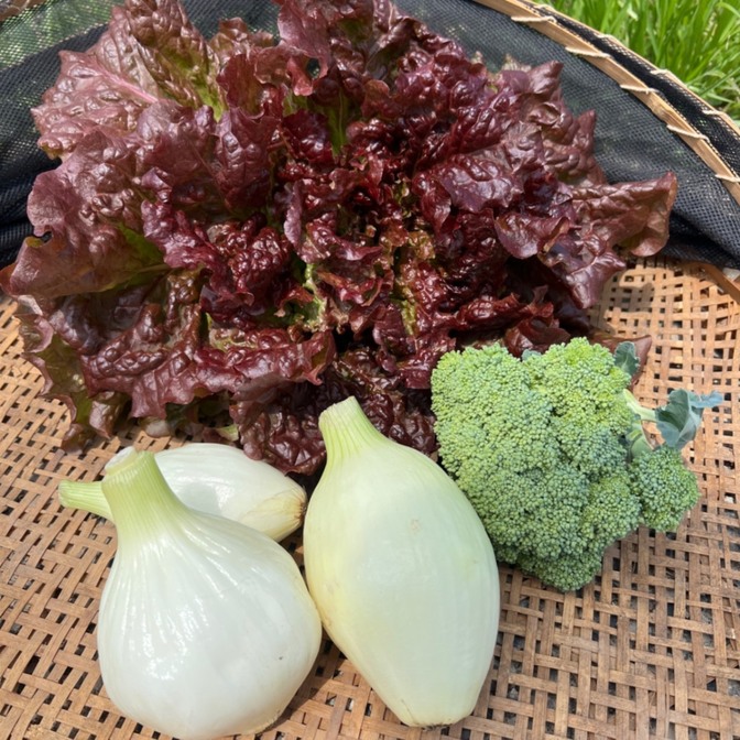 【これだけで春サラダ】新玉ねぎ、ブロッコリー、サニーレタスの彩サラダセット