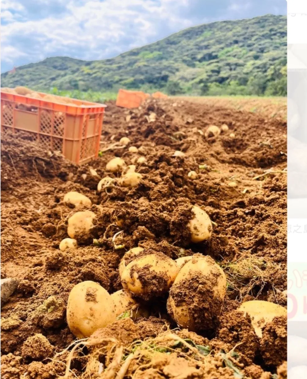 【農家直送】南国の恵・徳之島産新じゃがいも ５kg
【4月末までの限定出品】