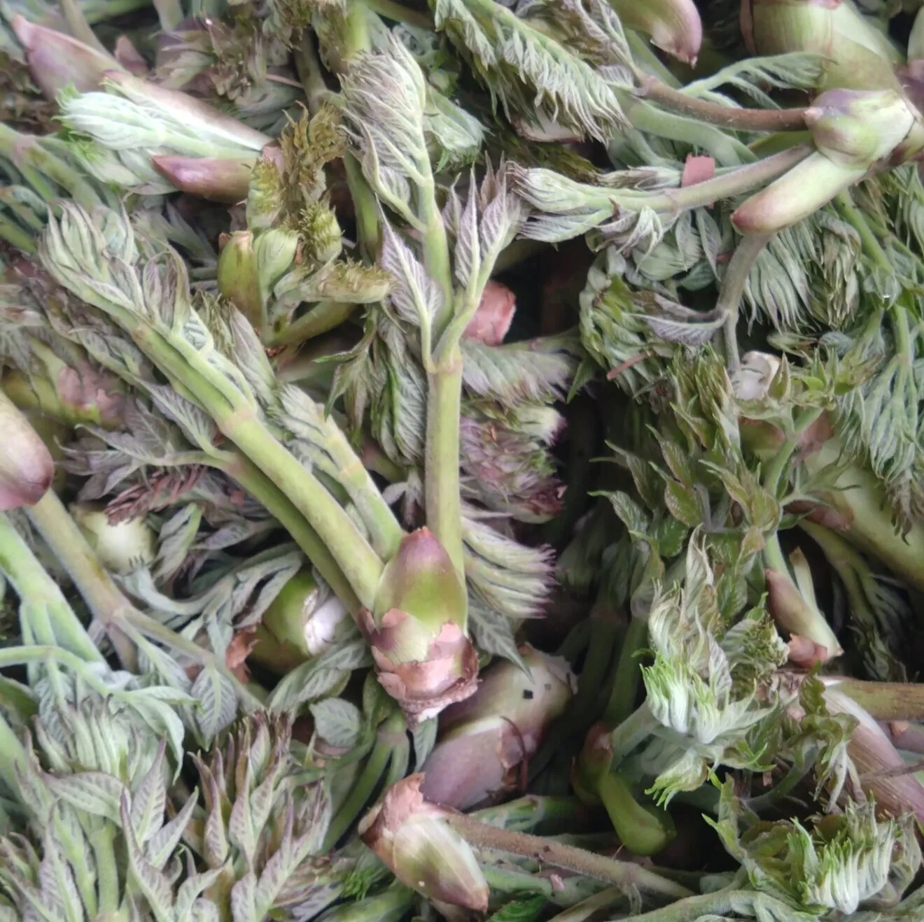 【春の訪れを食卓に】山形県産天然タラの芽 [300g]
次回採るとき出品します