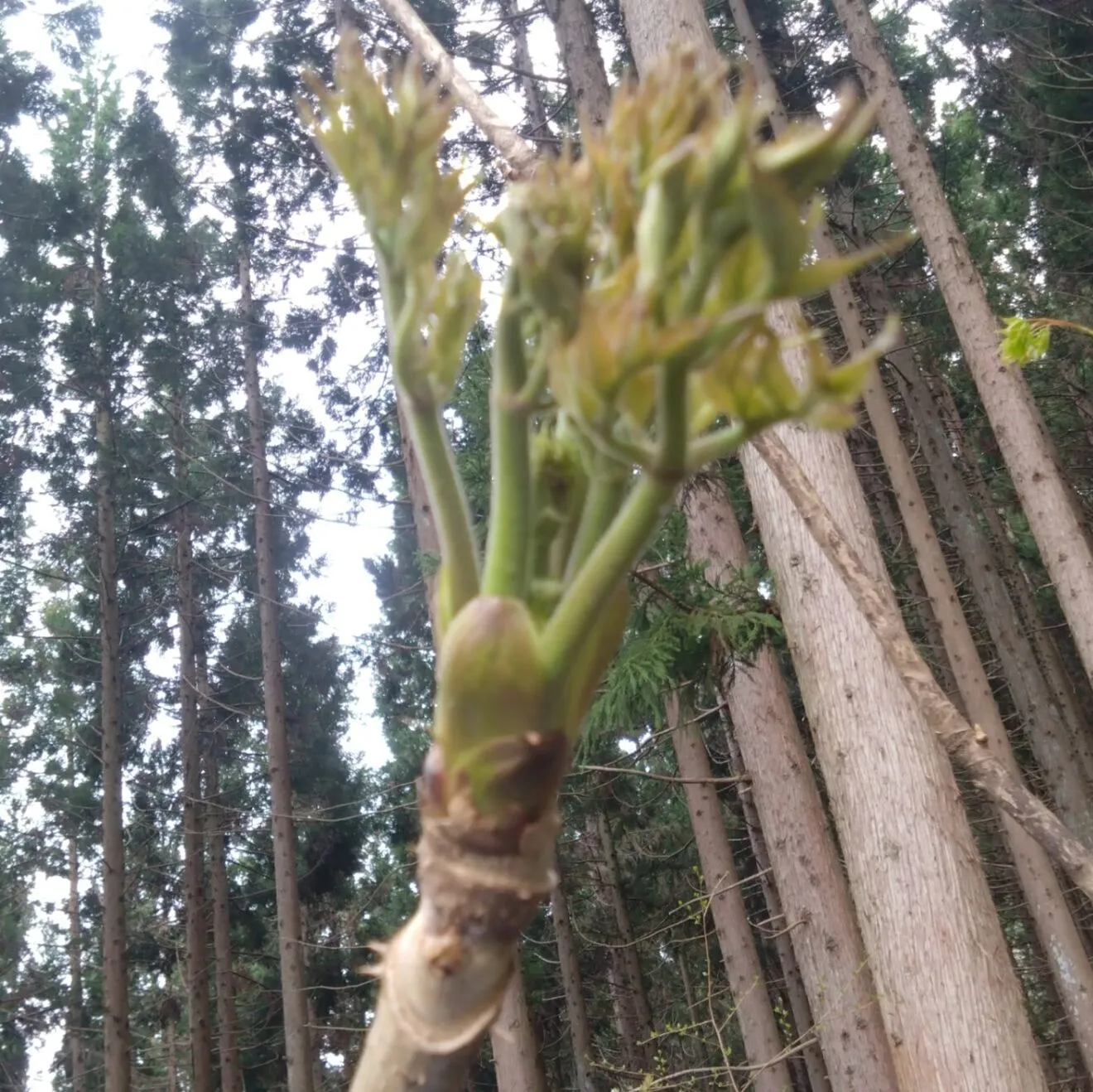 【春の訪れを食卓に】山形県産天然タラの芽 [300g]
次回採るとき出品します