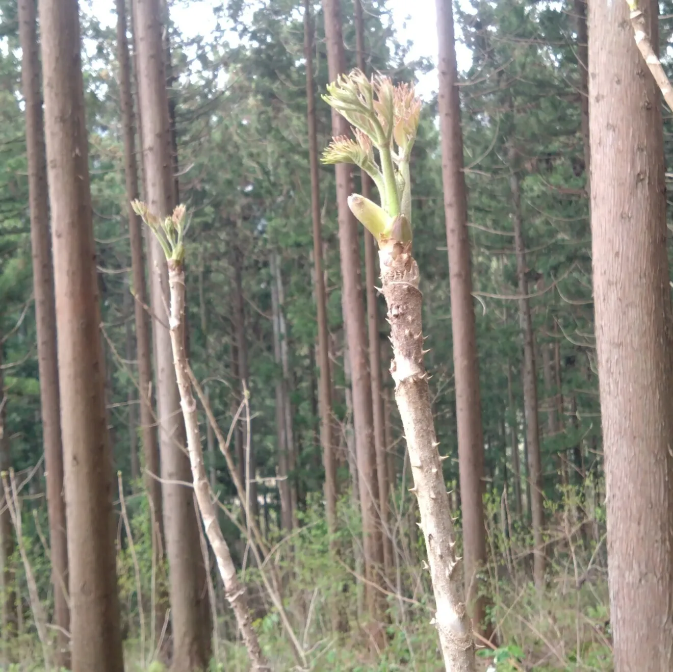 【春の訪れを食卓に】山形県産天然タラの芽 [300g]
次回採るとき出品します