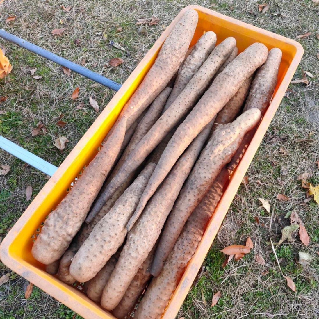 【訳あり】 鳥取県産 粘り抜群！ねばりっこ 5kg