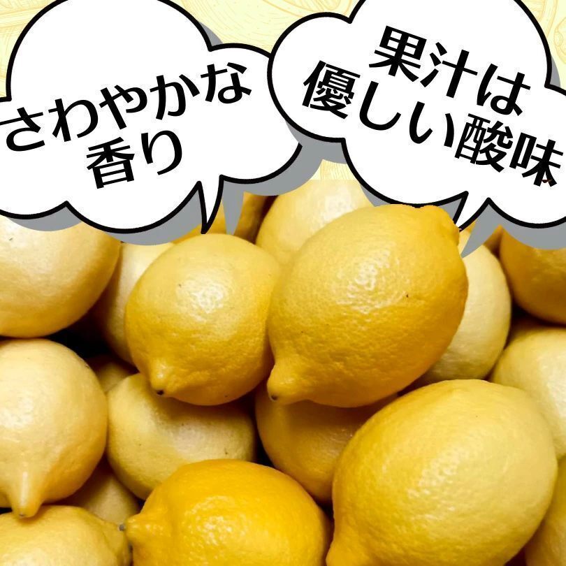 甲斐農園 国産レモン 5kg 広島県安芸津町産 防腐剤不使用 ワックス不使瀬戸内産レモン 産地直送