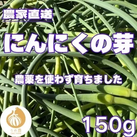 【朝採り新鮮】熊本県産 にんにくの芽 150g 栽培期間中農薬不使用 農家直送