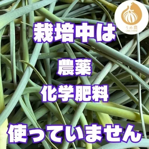 【朝採り新鮮】熊本県産 にんにくの芽 150g 栽培期間中農薬不使用 農家直送