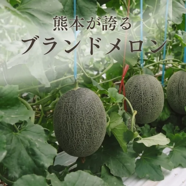 【タイムセール】熊本県産 肥後グリーンメロン 7Lサイズ 2玉入り