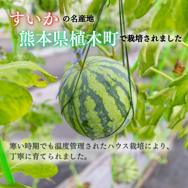 【タイムセール】熊本県植木町産 小玉スイカ 1玉　約3キロ