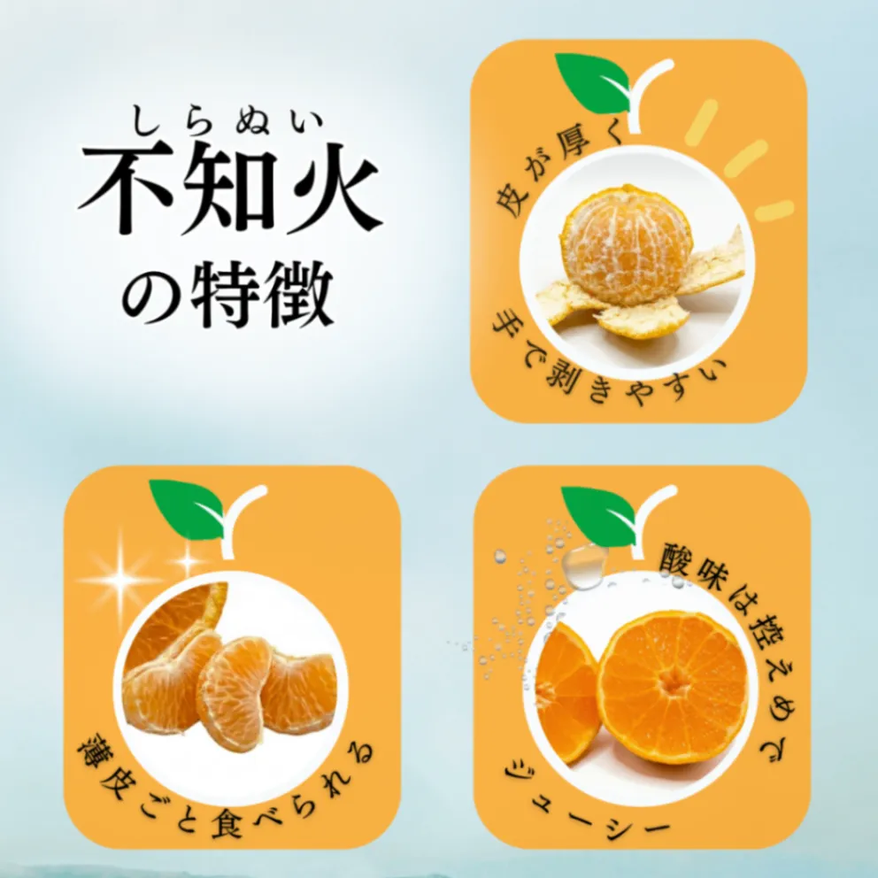 熊本県産 不知火 ５kg 【訳あり】