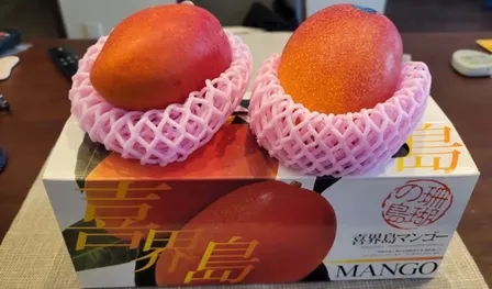 【予約受付開始】故郷・喜界島産マンゴー1kg（化粧箱2〜3玉入り）