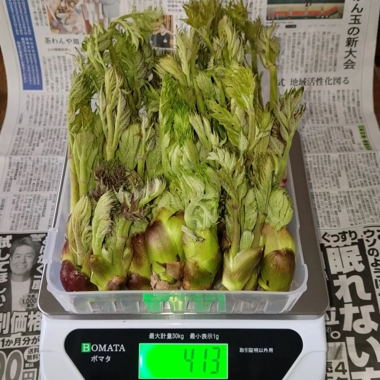 【春の訪れを食卓に】山形県産天然タラの芽 [300g]
次回採るとき出品します