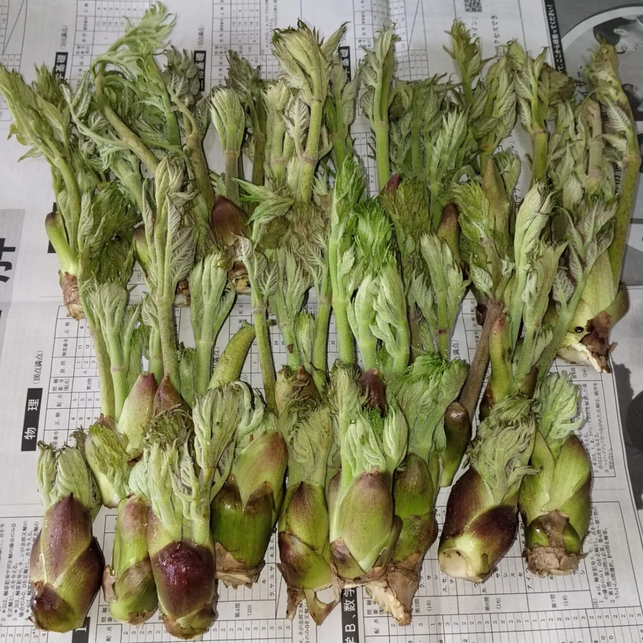【春の訪れを食卓に】山形県産天然タラの芽 [300g]
次回採るとき出品します