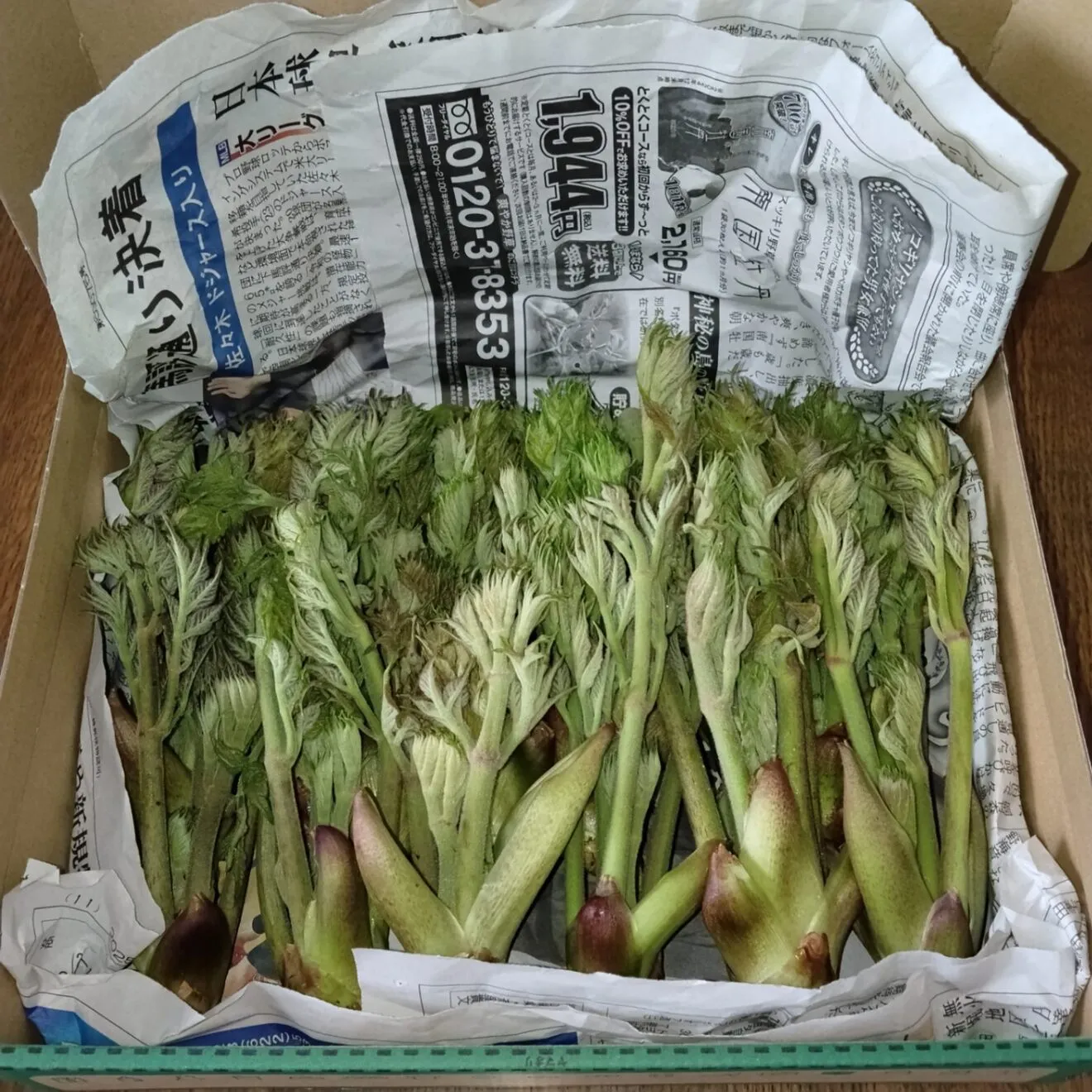 【春の訪れを食卓に】山形県産天然タラの芽 [300g]
次回採るとき出品します