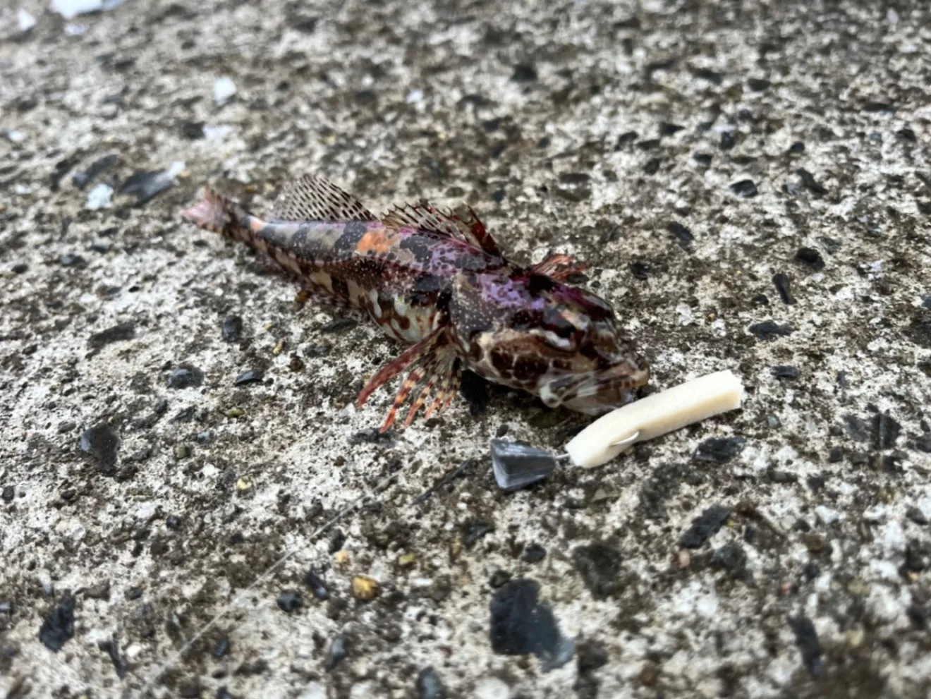 三陸牡蠣ぎょっち（5本入り・エコワーム）