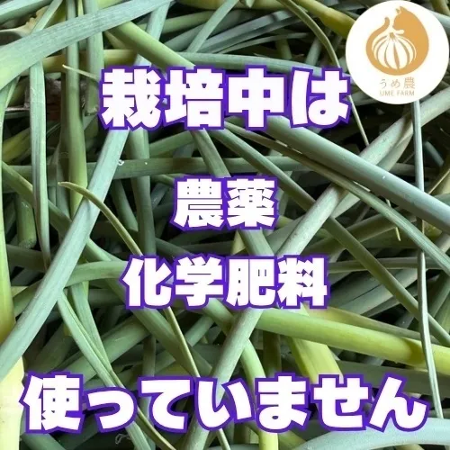 【朝採り新鮮】熊本県産 にんにくの芽 1kg 栽培期間中農薬不使用 農家直送