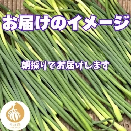 【朝採り新鮮】熊本県産 にんにくの芽 1kg 栽培期間中農薬不使用 農家直送