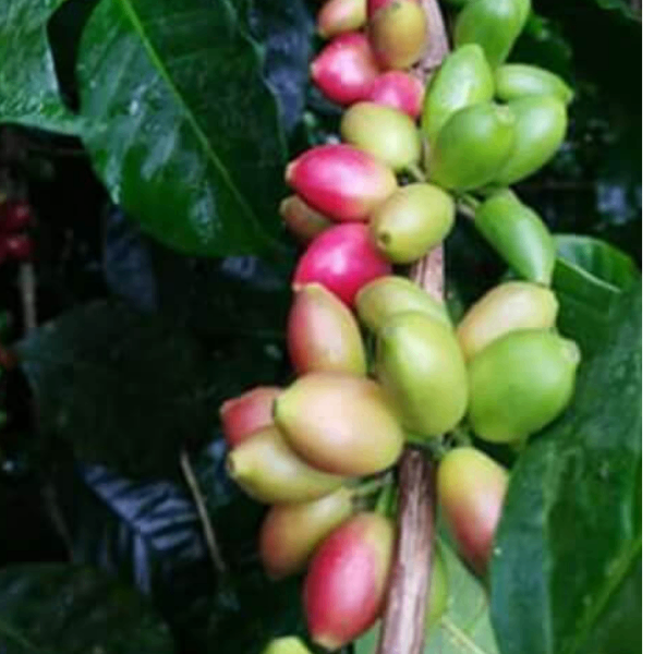 【COE2025受賞】ホンジュラス エル・ラウレル農園 パライネマ200gカップオブエクセレンス

