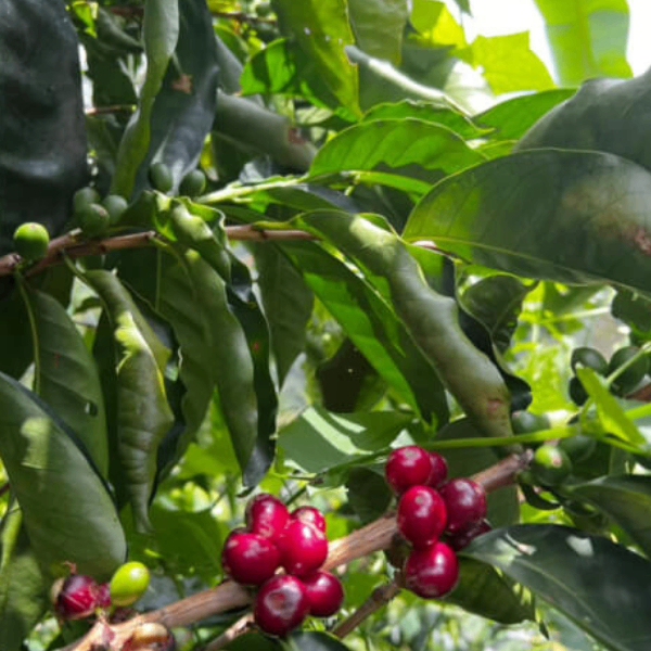 【COE2025受賞】コスタリカ ドン・ホエル農園 #4 /
200g カップオブエクセレンス
