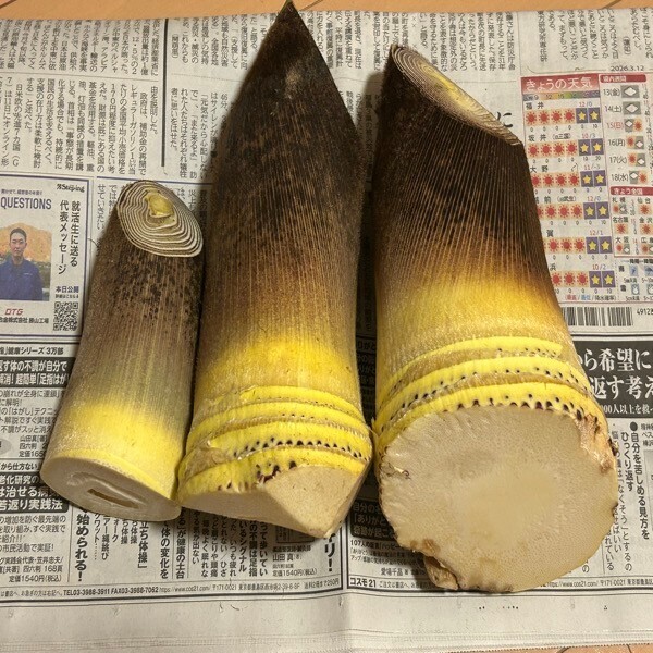 【朝掘り当日発送】福井県産 新鮮たけのこ 約2kg 農薬不使用 