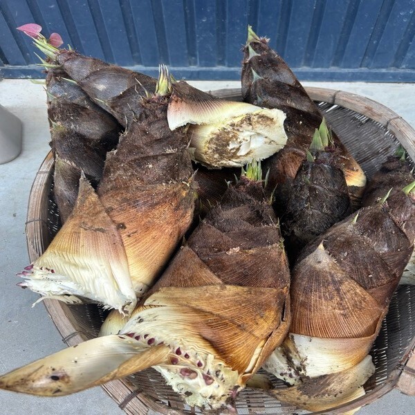 【朝掘り当日発送】福井県産 新鮮たけのこ 約2kg 農薬不使用 