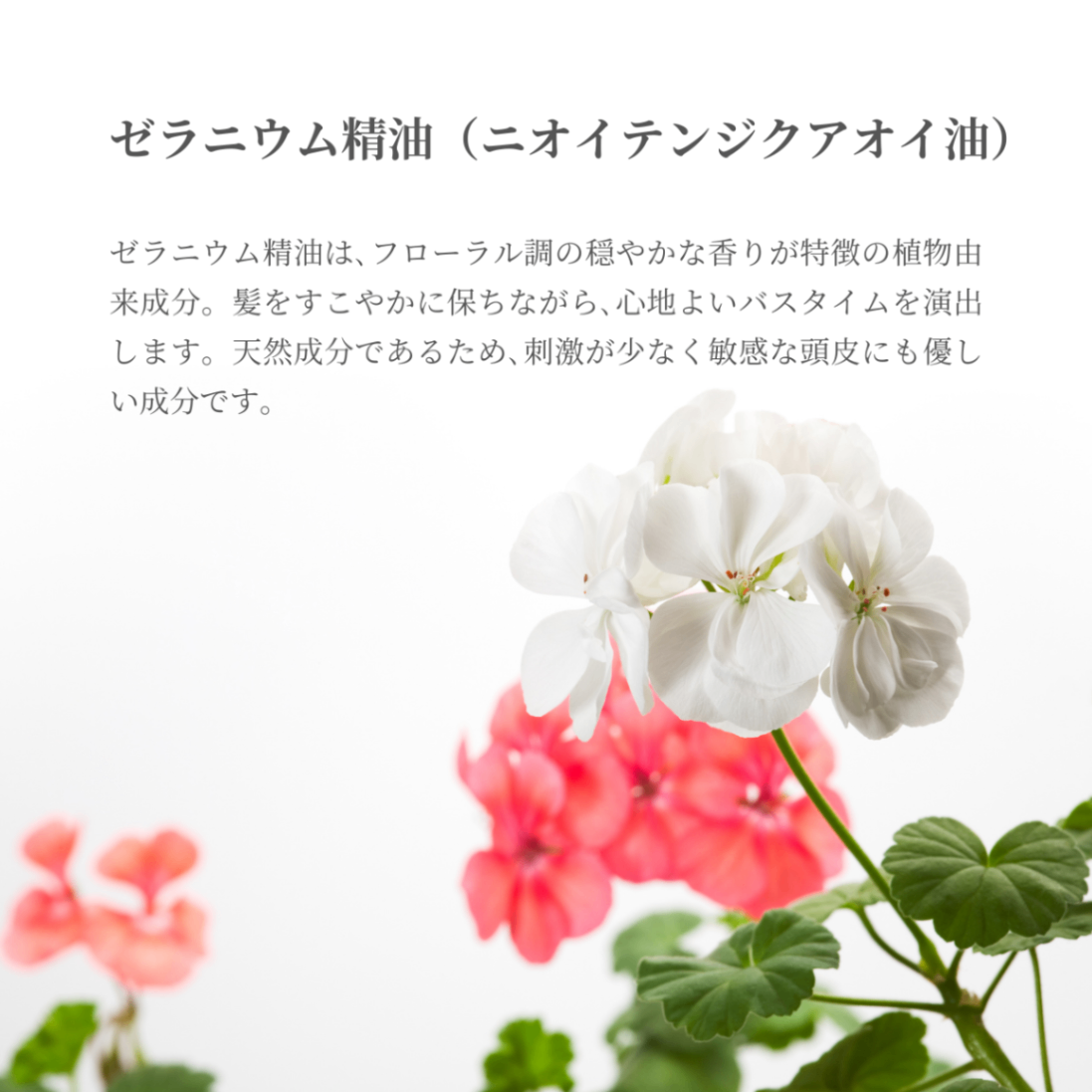 ノンシリコーンで安心！贅沢なプレミアムシャンプー
500ml✨希少成分プロテオグリカン配合