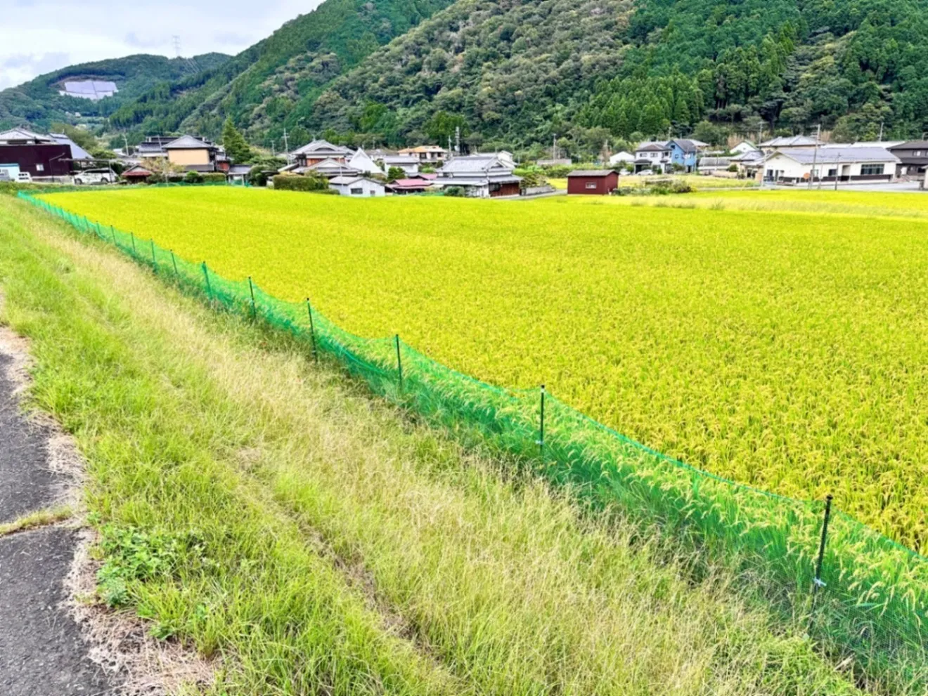 【古米】令和7年度きぬひかり玄米15kg【精米可◎】