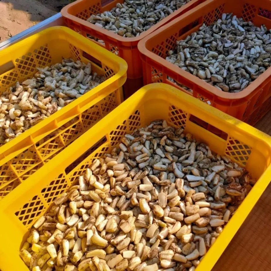 農薬不使用(栽培期間中) 根付きらっきょう 1kg 鳥取 らっきょう らっきょ 5/26以降順次発送