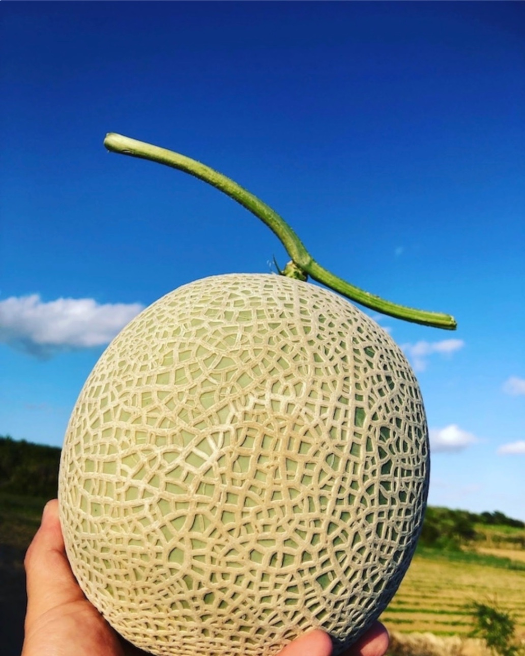 【予約受付開始】故郷・喜界島産メロン3kg〜4kg（化粧箱2玉入り）