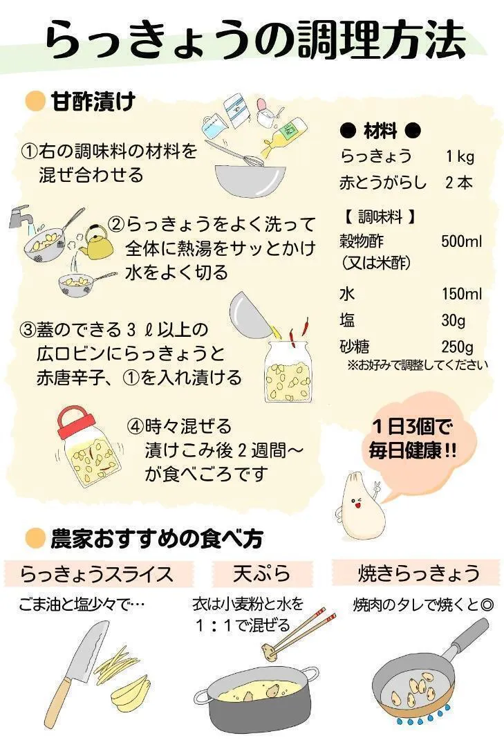 【鳥取県産】洗いらっきょう 3kg 鳥取 らっきょう らっきょ 5/26以降順次発送