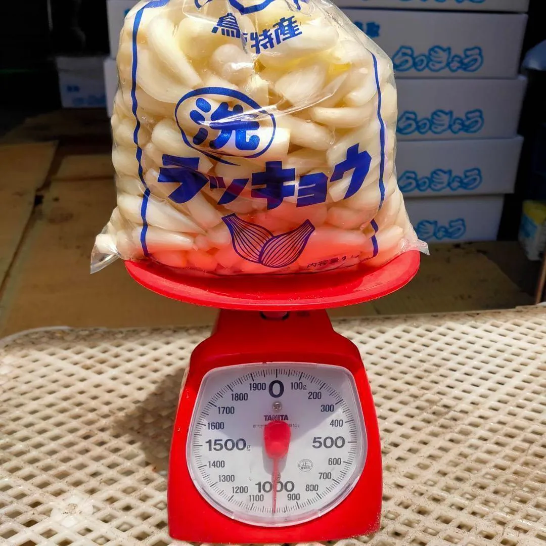 【鳥取県産】洗いらっきょう 5kg 鳥取 らっきょう らっきょ 5/26以降順次発送