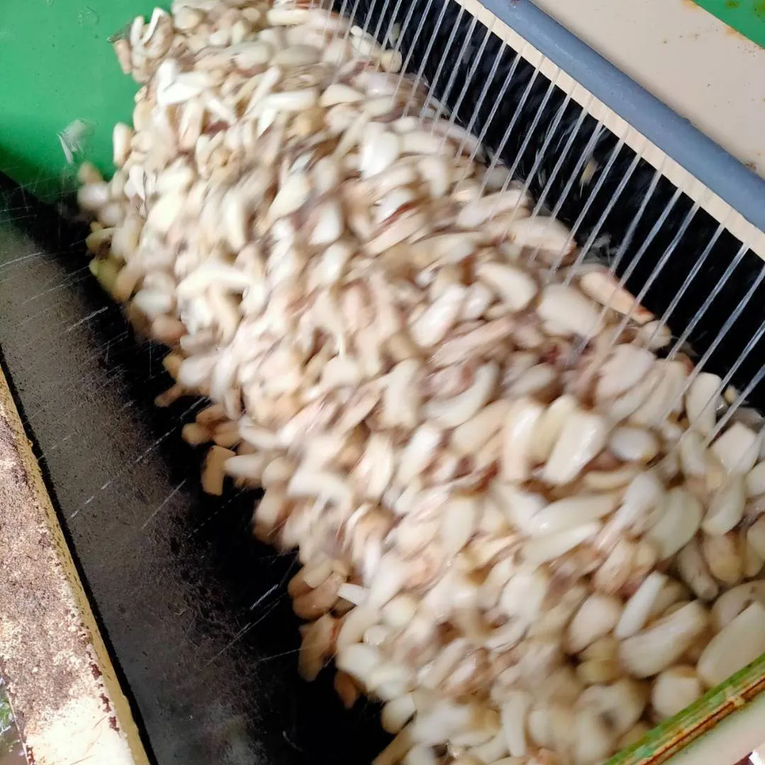 【鳥取県産】洗いらっきょう 5kg 鳥取 らっきょう らっきょ 5/26以降順次発送