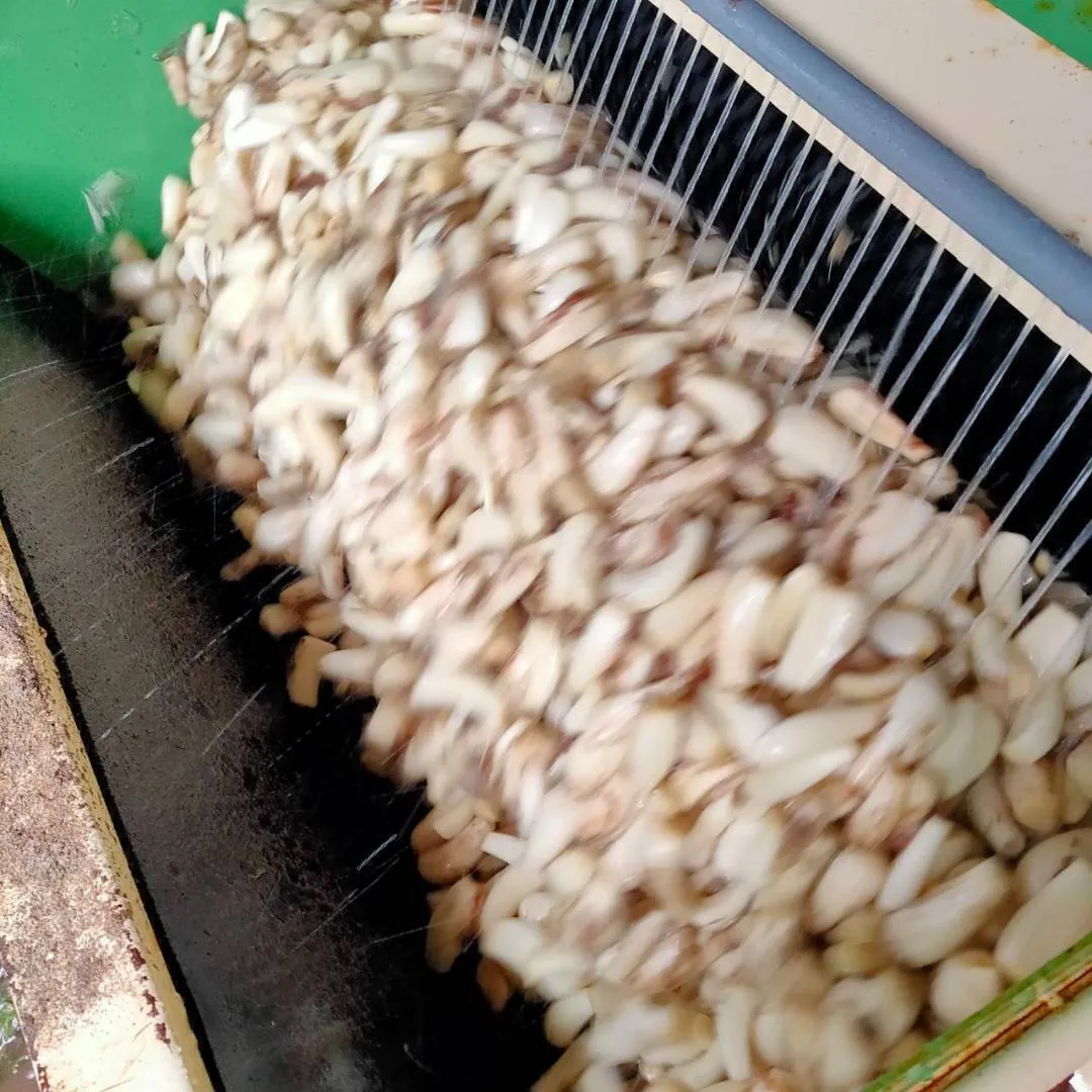 【鳥取県産】洗いらっきょう 10kg 鳥取 らっきょう らっきょ 5/26以降順次発送
