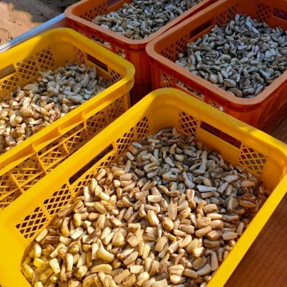 農薬不使用(栽培期間中) 根付きらっきょう 10kg 鳥取 らっきょう 5/26以降順次発送