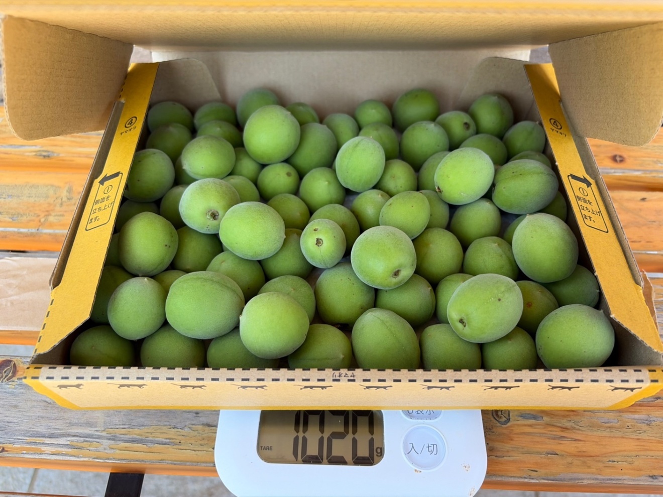 青梅　1kg 
きず、そばかすありの訳あり品
梅酒、梅ジュース、梅干し作りに