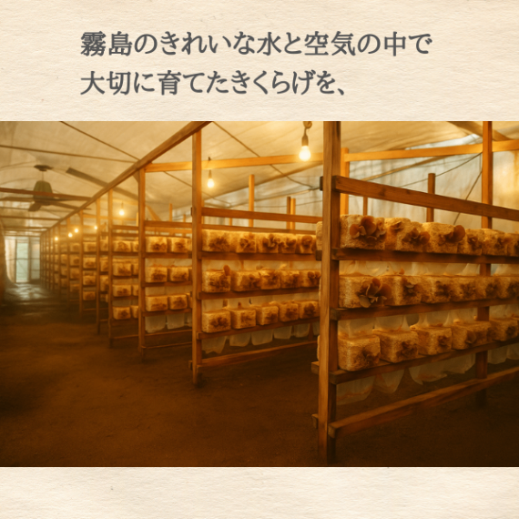 乾燥きくらげ（鹿児島県霧島産）
【まずはお試しパック】15g×２袋セット