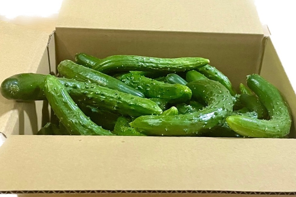 曲がり摘果きゅうり🥒　４キロ～