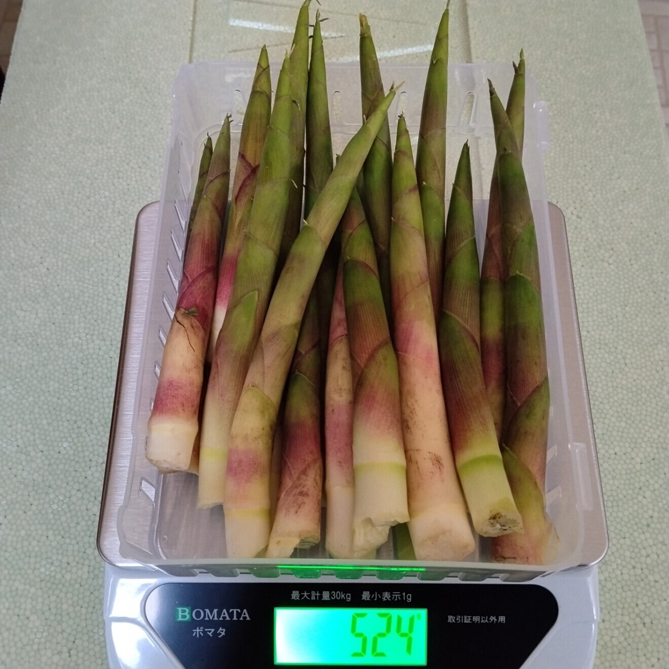 【予約販売・6月発送】朝採り天然！月山筍（がっさんだけ）500g ◆山形県月山山系の極上根曲がり竹◆