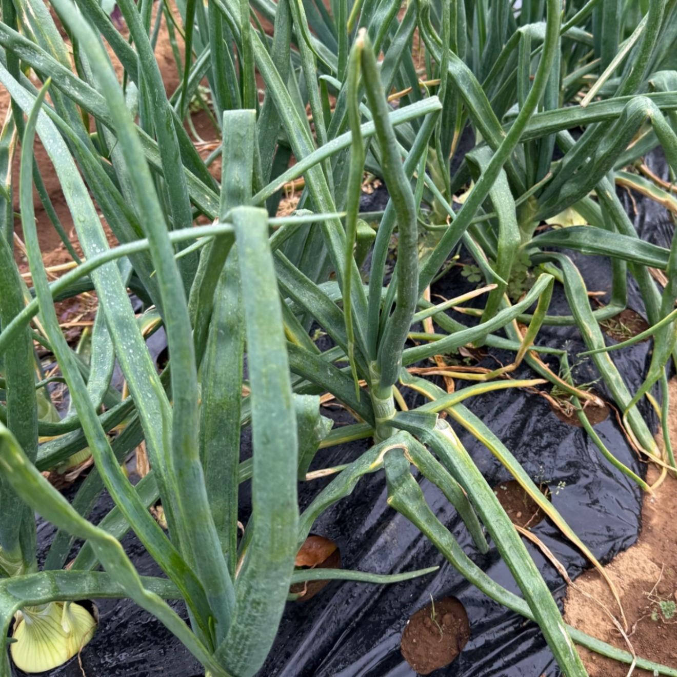 【神奈川県三浦半島】季節の野菜セット3種　60サイズ