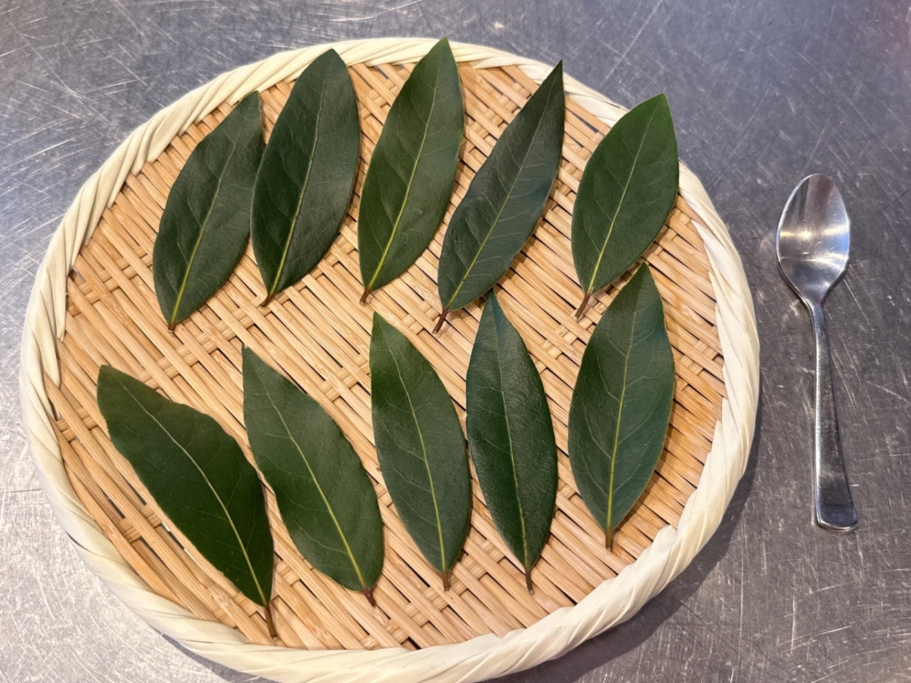 【無農薬自家栽培】フレッシュ月桂樹(ローリエ)