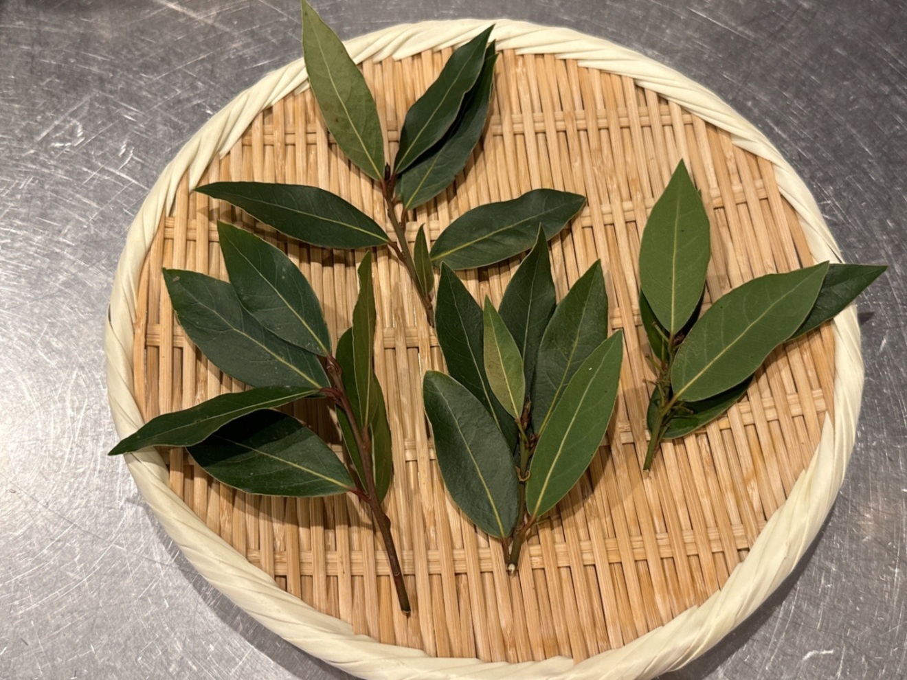 【無農薬自家栽培】フレッシュ月桂樹(ローリエ)
